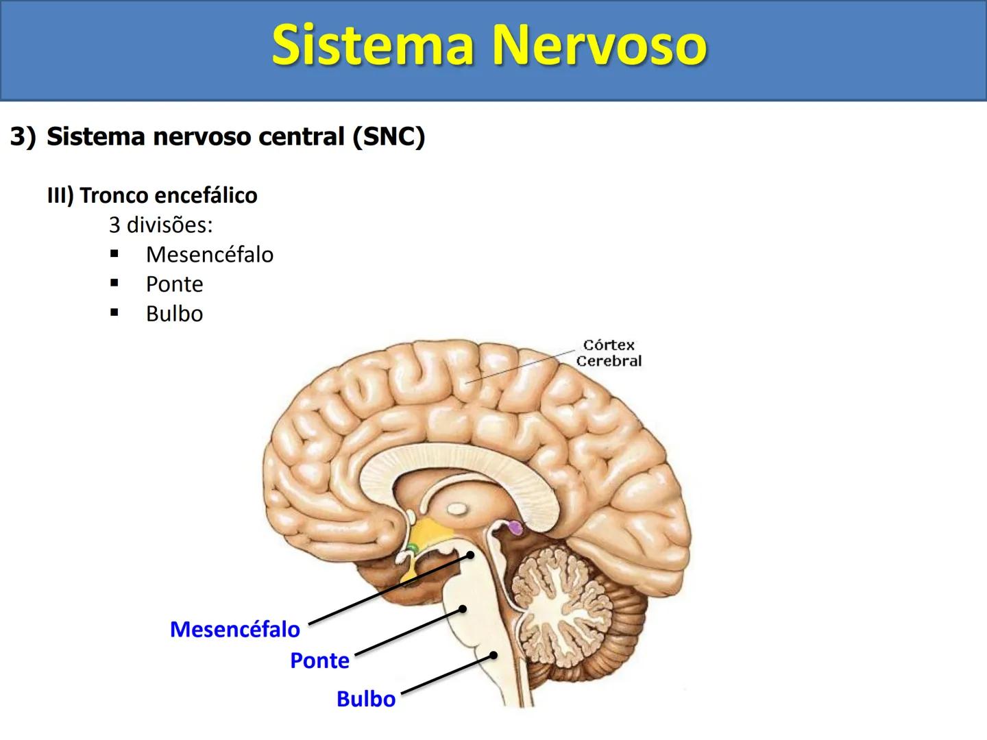 # Sistema Nervoso # Sistema Nervoso
1) Introdução
O sistema nervoso é responsável pelo ajustamento do organismo ao ambiente. Sua
função é