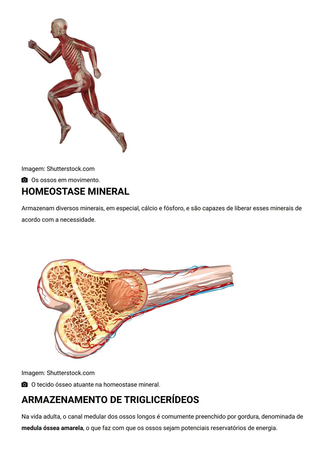 GENERALIDADES E SISTEMA
OSTEOMIOARTICULAR
DESCRIÇÃO
Elementos introdutórios para o estudo de anatomia humana e generalidades sobre os sist