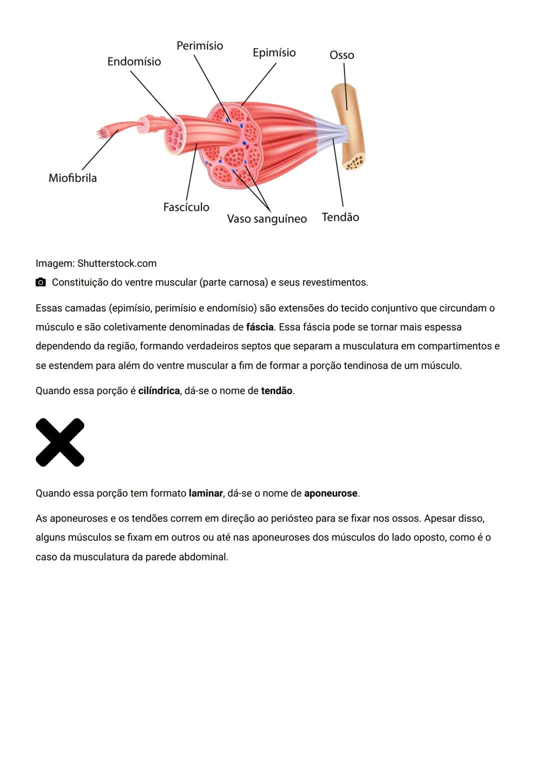 GENERALIDADES E SISTEMA
OSTEOMIOARTICULAR
DESCRIÇÃO
Elementos introdutórios para o estudo de anatomia humana e generalidades sobre os sist