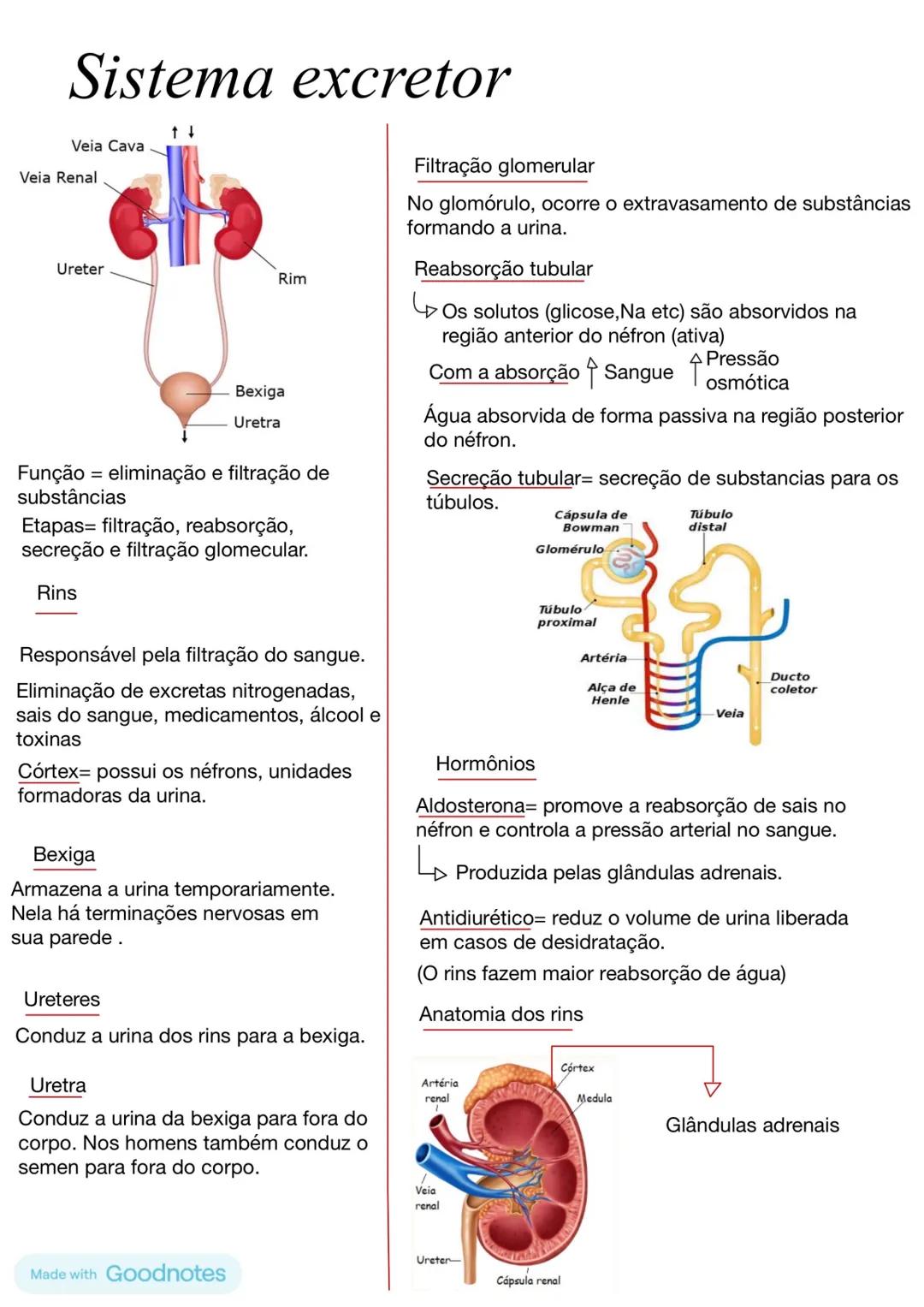 # Sistema excretor
Veia Cava
Veia Renal
Ureter
Rim
Bexiga
Uretra
Função = eliminação e filtração de
substâncias
Etapas= filtração, reabsor