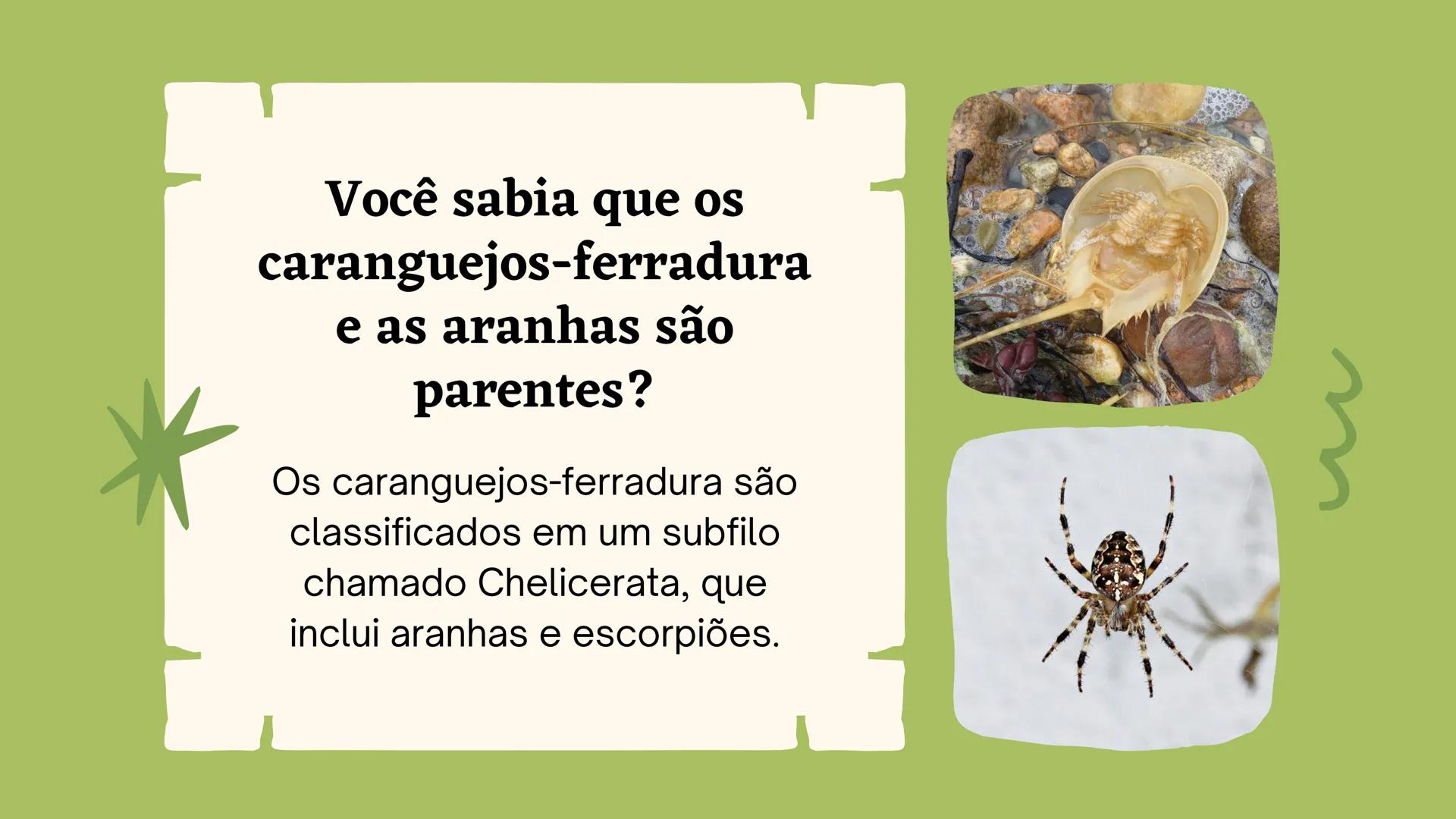 # Biologia
2º ano
I Trimestre
2025 # Classificação
de organismos
Como e por que agrupamos
os seres vivos? # TAXONOMIA
**Classificação**