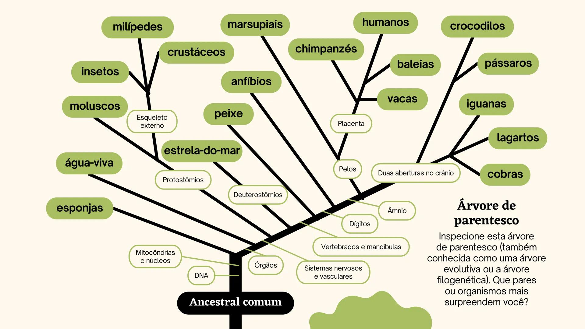 # Biologia
2º ano
I Trimestre
2025 # Classificação
de organismos
Como e por que agrupamos
os seres vivos? # TAXONOMIA
**Classificação**