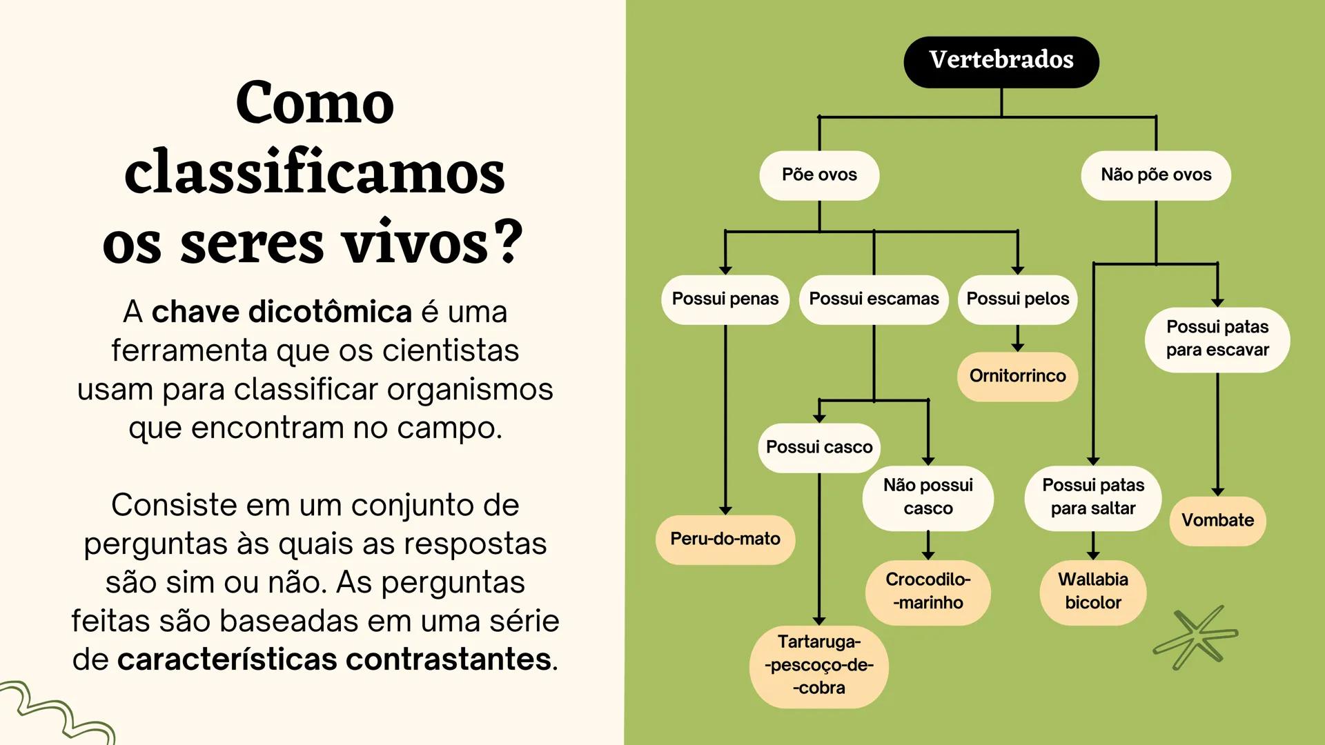 # Biologia
2º ano
I Trimestre
2025 # Classificação
de organismos
Como e por que agrupamos
os seres vivos? # TAXONOMIA
**Classificação**