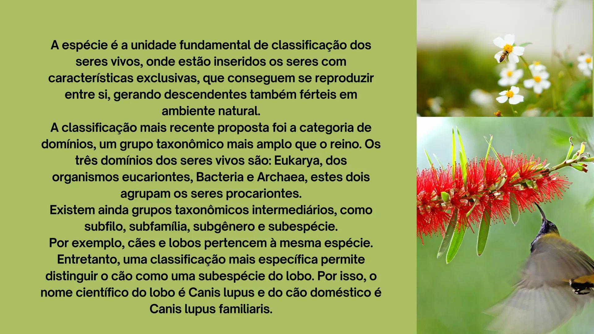 # Biologia
2º ano
I Trimestre
2025 # Classificação
de organismos
Como e por que agrupamos
os seres vivos? # TAXONOMIA
**Classificação**