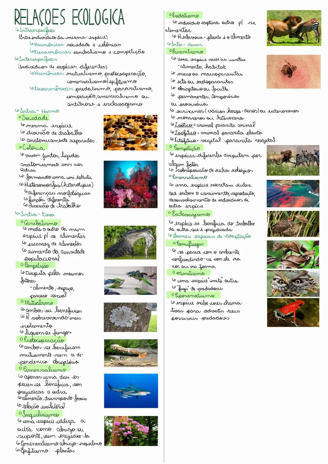 relações ecológicas