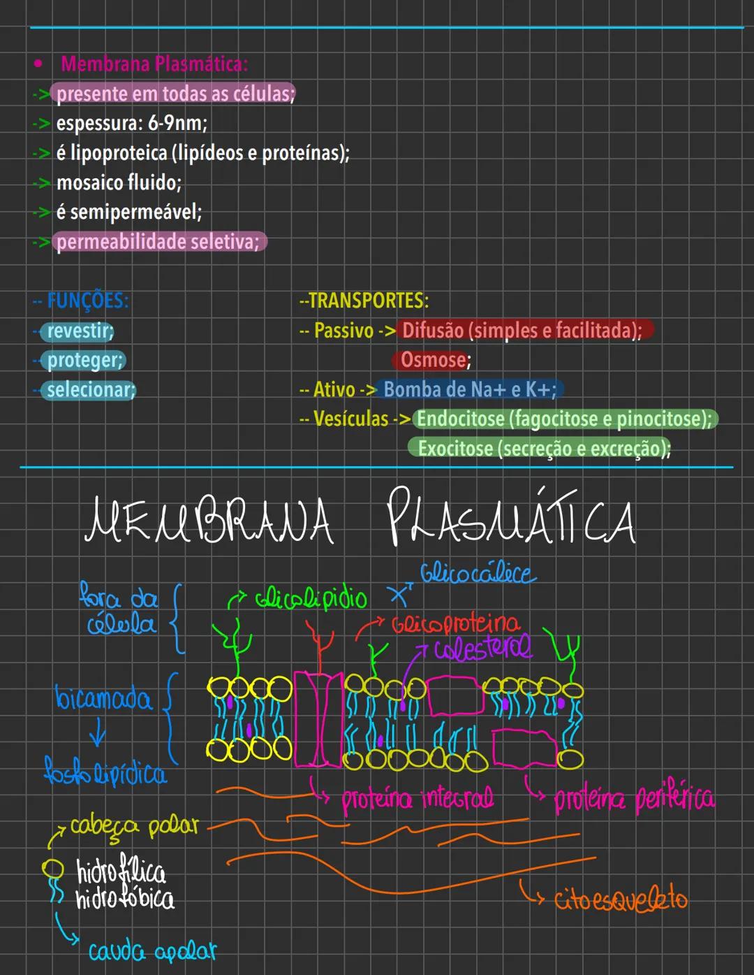 # Citologia - Introdução # INTRODUÇÃO À CITOLOGIA
Estudo da célula -> "universo";
1. Leeuwenhoek -> microorganismos
2. Robert Hooke (1665)