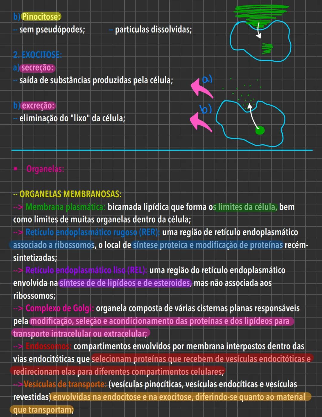 # Citologia - Introdução # INTRODUÇÃO À CITOLOGIA
Estudo da célula -> "universo";
1. Leeuwenhoek -> microorganismos
2. Robert Hooke (1665)