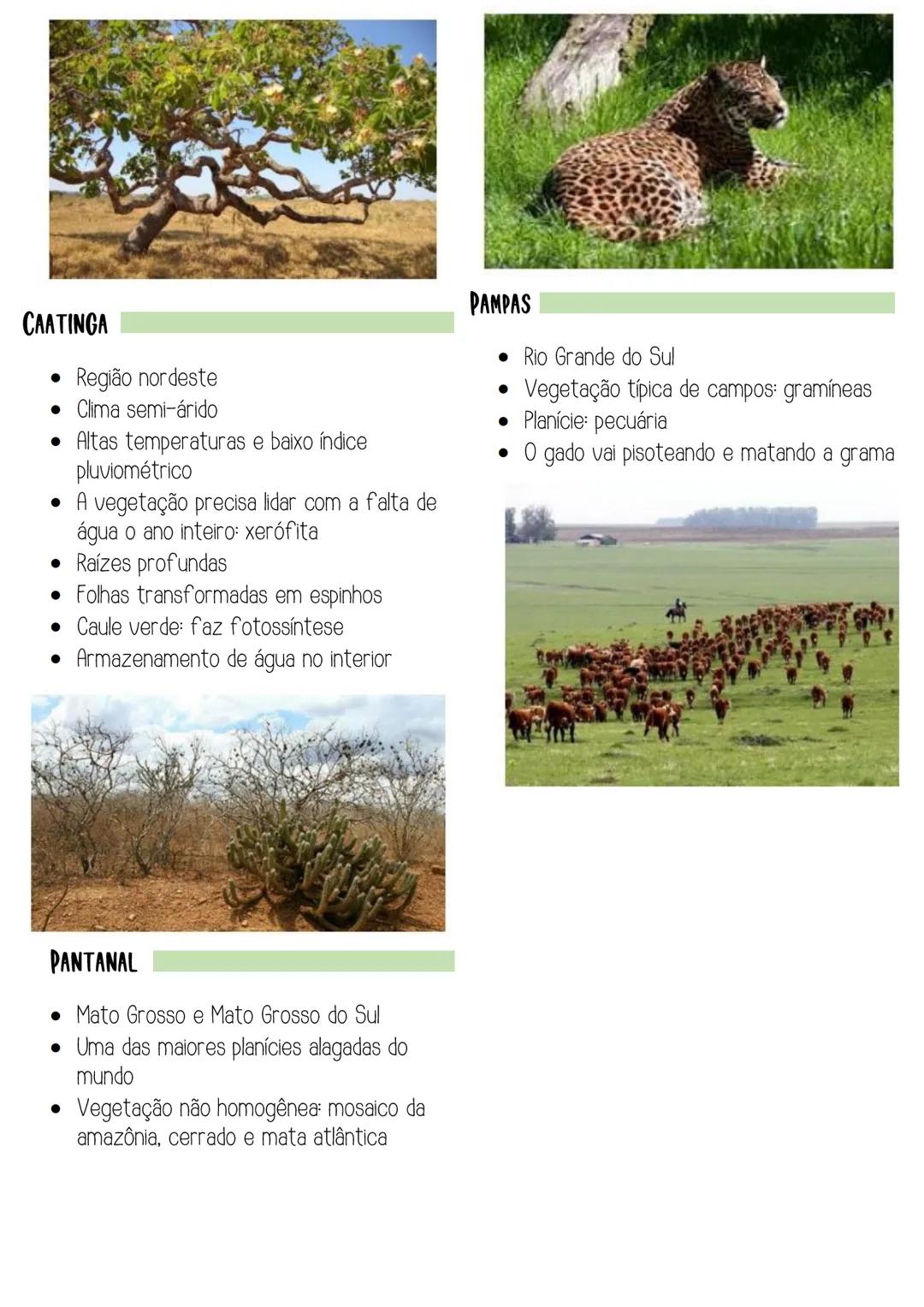 # Biomas brasileiros
@thayssastudies
AMAZONIA
* Um dos maiores biomas brasileiros
* Clima quente e com alto índice
pluviométrico
* A