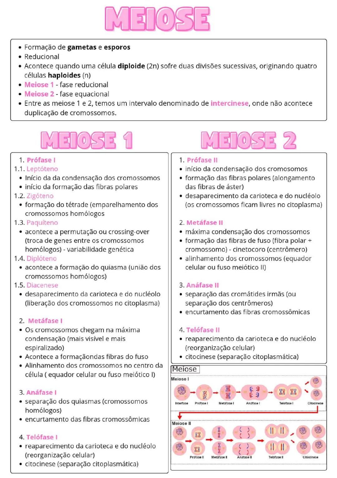 MEIOSE
• Formação de gametas e esporos
• Reducional
• Acontece quando uma célula diploide (2n) sofre duas divisões sucessivas, originando qu