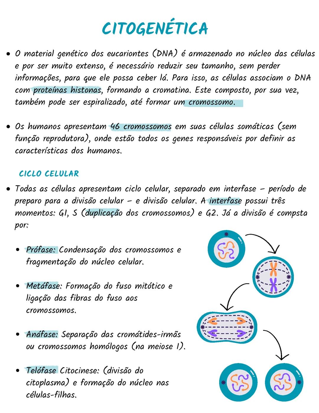 citogenética / ciclo celular