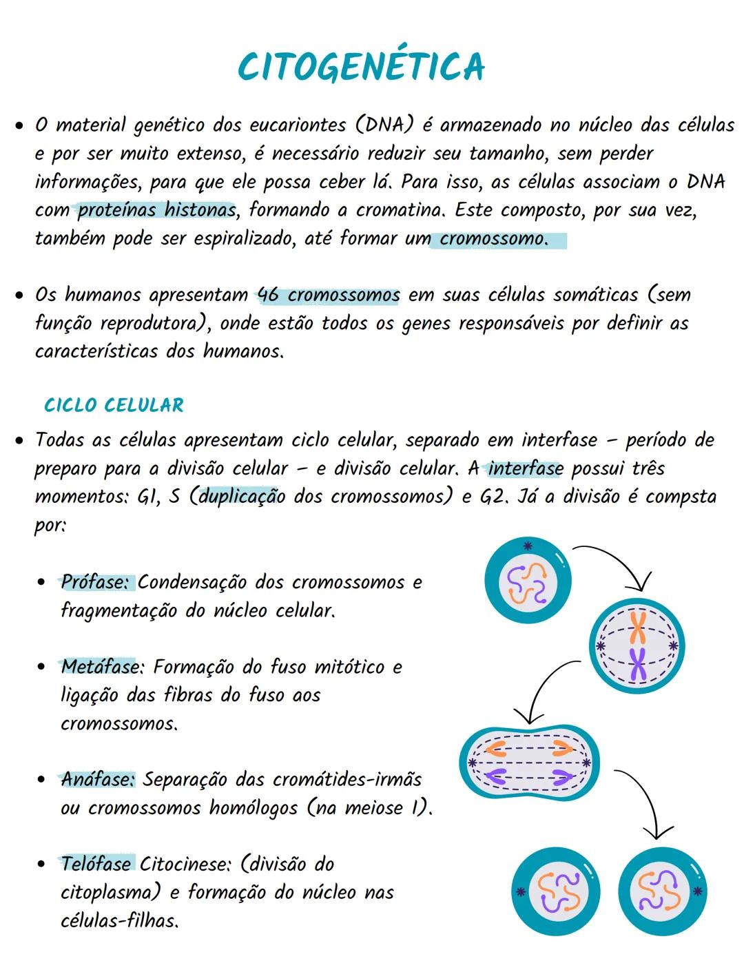 # CITOGENÉTICA
* O material genético dos eucariontes (DNA) é armazenado no núcleo das células
e por ser muito extenso, é necessário reduzir