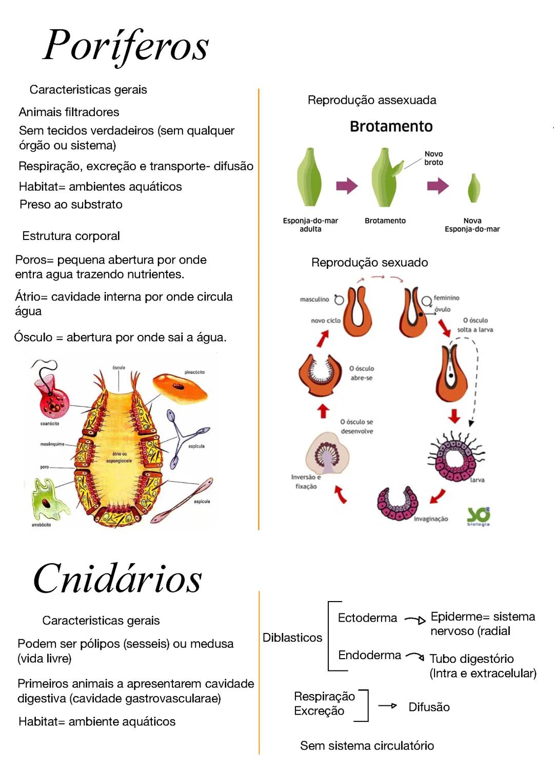 Anotações sobre poriferos, cnidarios, platelmintos, molusco, anelídeos,atropides, equinodermo