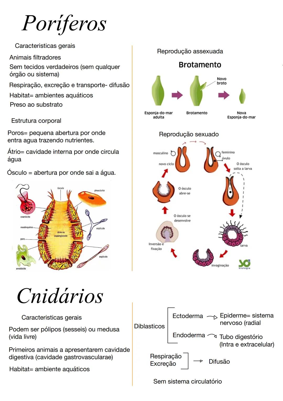 # Poríferos
Caracteristicas gerais
Animais filtradores
Sem tecidos verdadeiros (sem qualquer
órgão ou sistema)
Respiração, excreção e trans