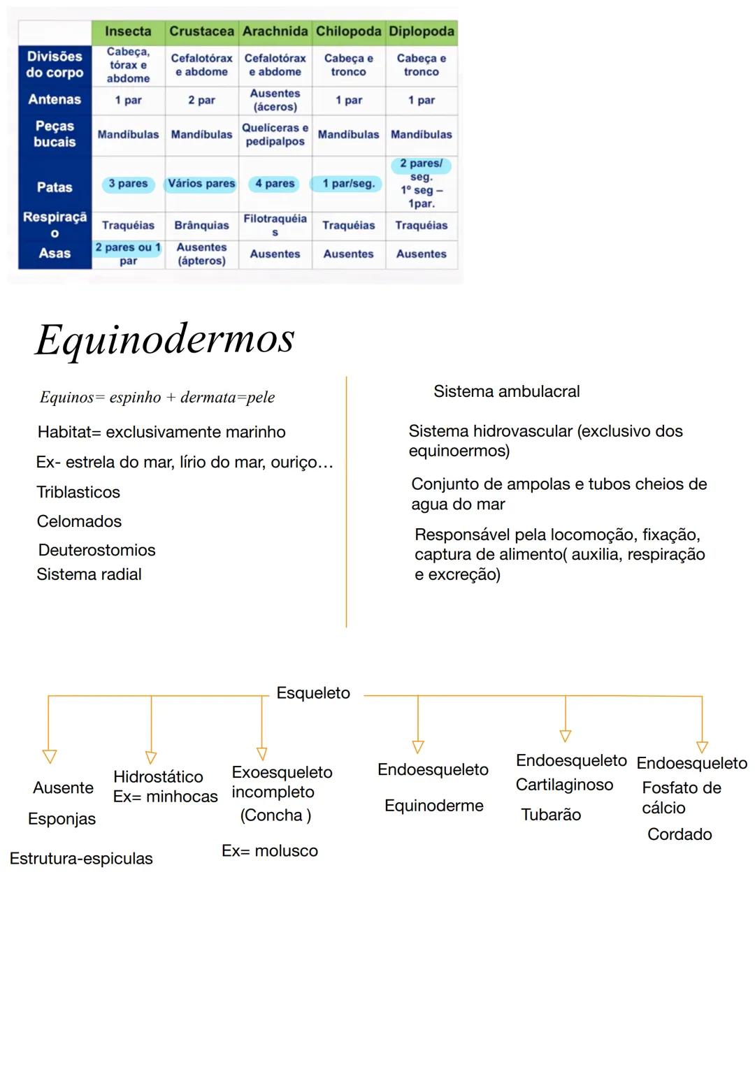 # Poríferos
Caracteristicas gerais
Animais filtradores
Sem tecidos verdadeiros (sem qualquer
órgão ou sistema)
Respiração, excreção e trans