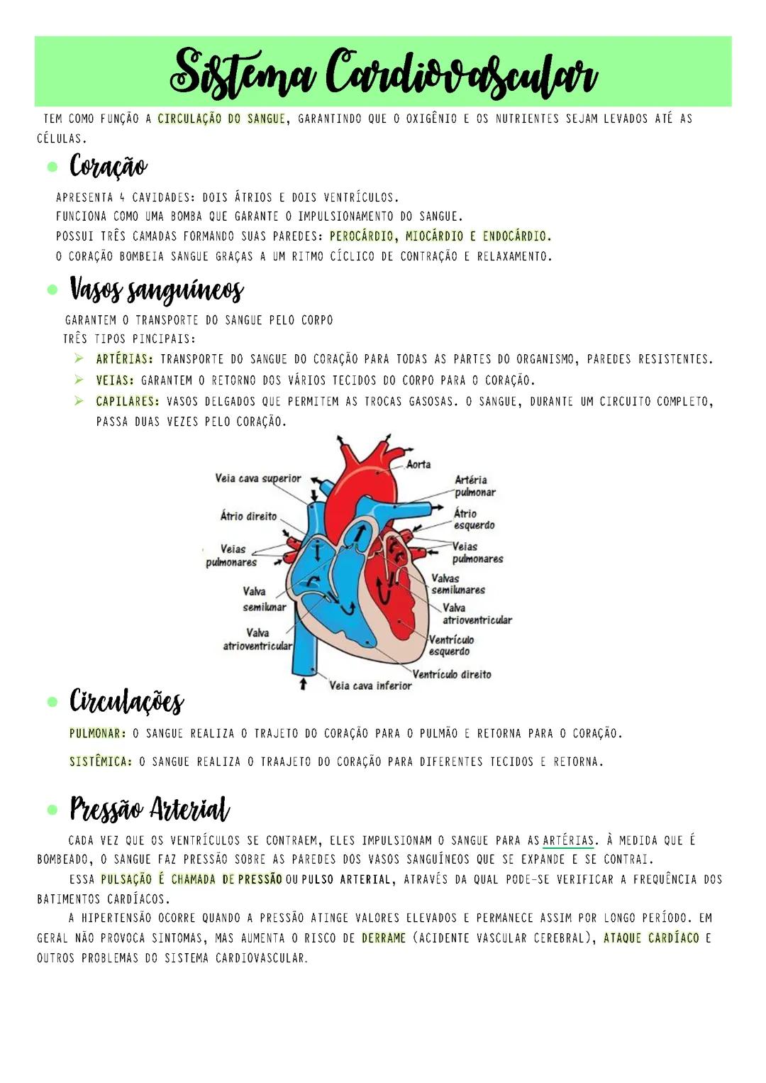 SISTEMA CARDIOVASCULAR (MAIS EXPLICADO)