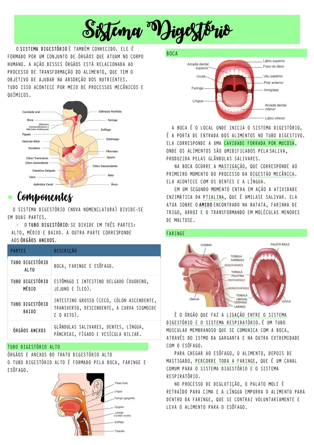# Sistema Digestorio
O SISTEMA DIGESTÓRIO É TAMBÉM CONHECIDO. ELE É
FORMADO POR UM CONJUNTO DE ÓRGÃOS QUE ATUAM NO CORPO
HUMANO. A AÇÃO DES