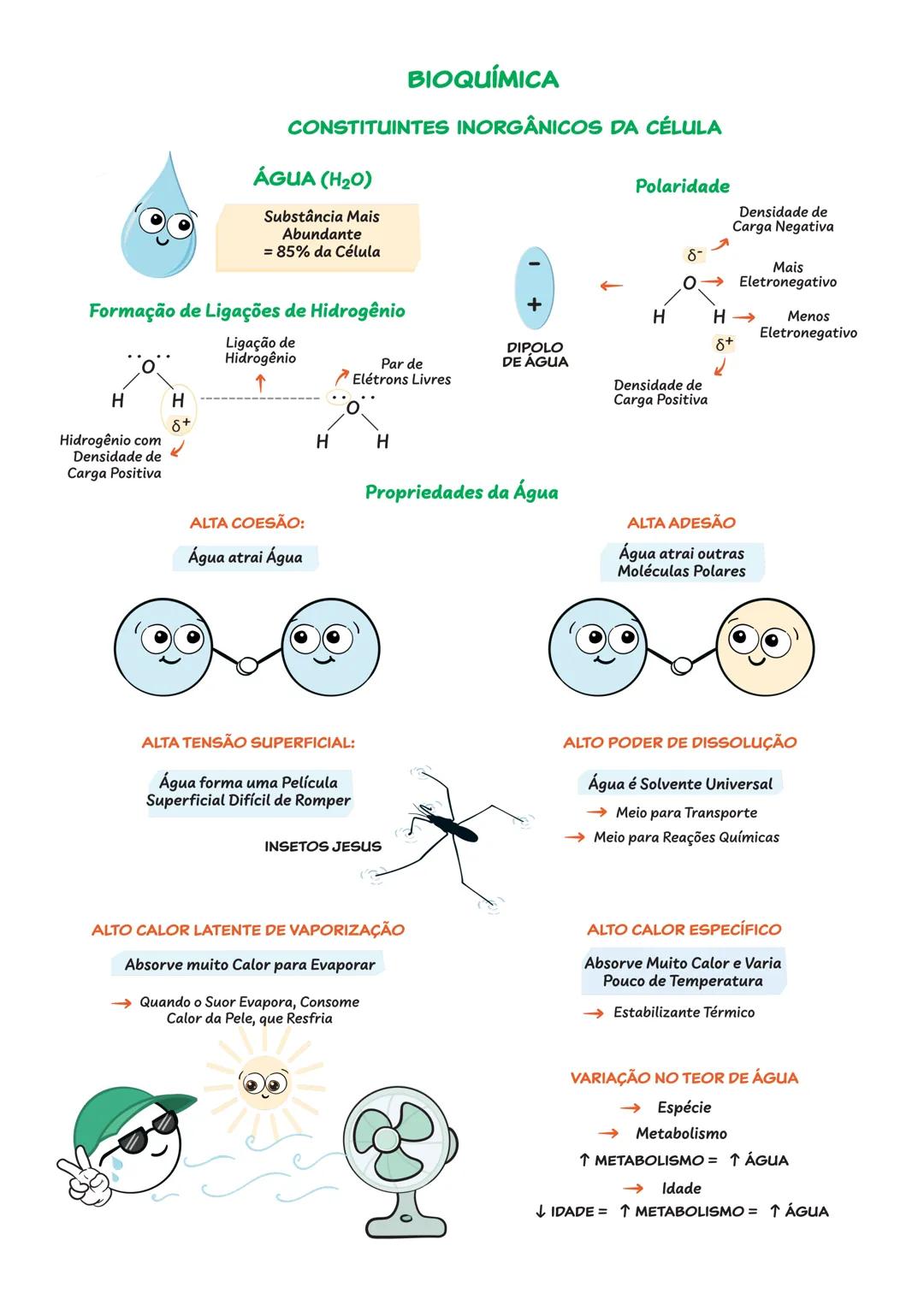 BIOQUÍMICA
CONSTITUINTES INORGÂNICOS DA CÉLULA
ÁGUA ($H_{2}O$)
Substância Mais
Abundante
= 85% da Célula
Formação de Ligações de Hidrogênio