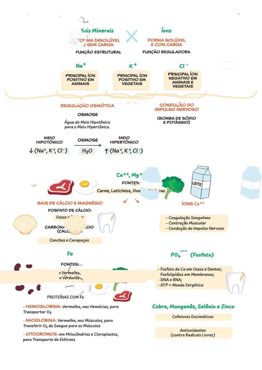 BIOQUÍMICA
CONSTITUINTES INORGÂNICOS DA CÉLULA
ÁGUA ($H_{2}O$)
Substância Mais
Abundante
= 85% da Célula
Formação de Ligações de Hidrogênio
