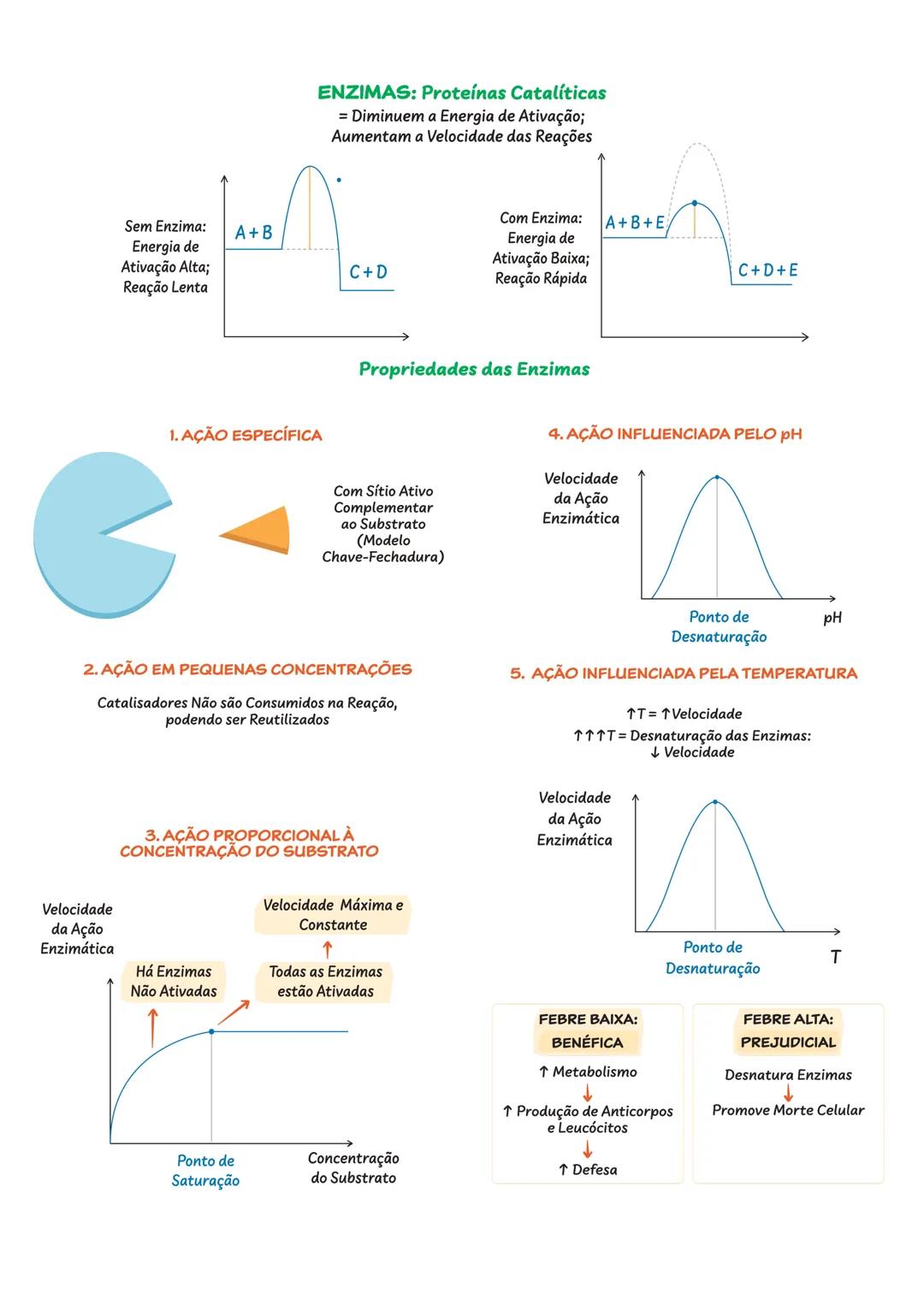 BIOQUÍMICA
CONSTITUINTES INORGÂNICOS DA CÉLULA
ÁGUA ($H_{2}O$)
Substância Mais
Abundante
= 85% da Célula
Formação de Ligações de Hidrogênio