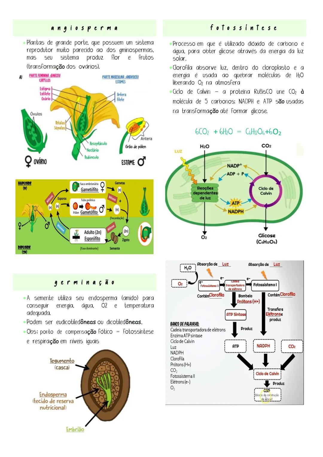 # botânica
* É uma área da biologia que estuda plantas e suas características
* Características básicas de uma planta: produzem clorofi