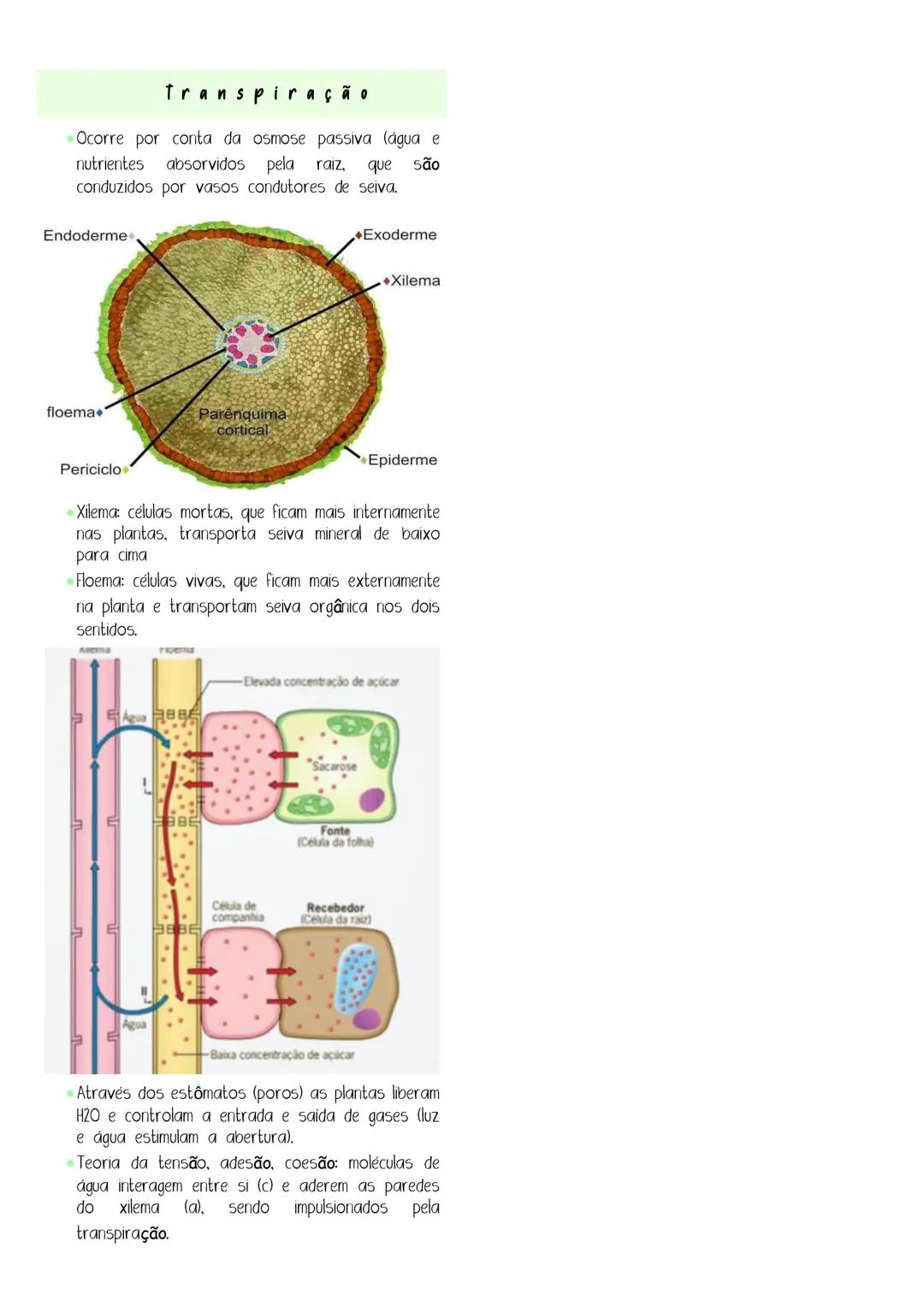 # botânica
* É uma área da biologia que estuda plantas e suas características
* Características básicas de uma planta: produzem clorofi