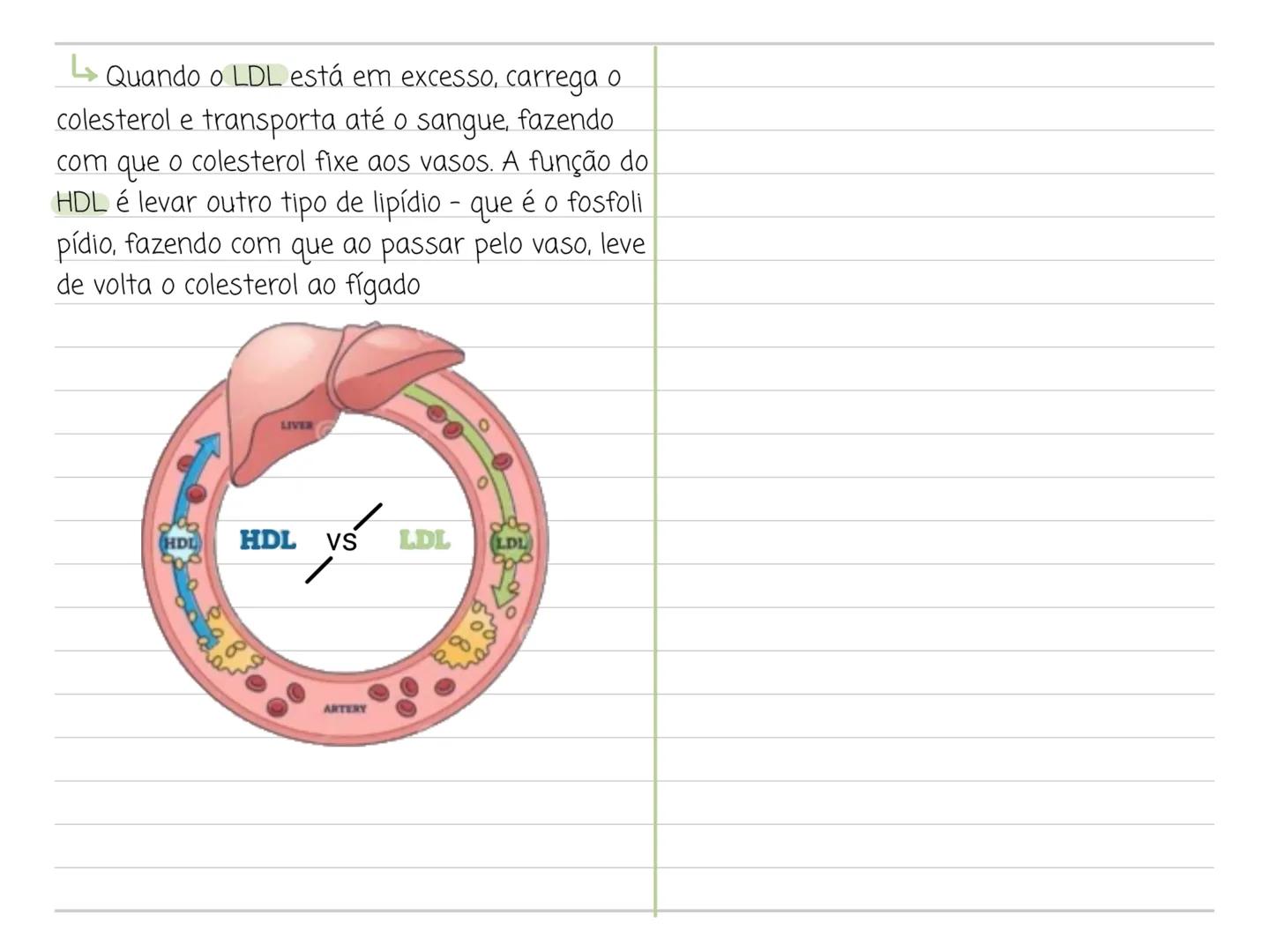 --- OCR Start ---
Carboidratos
características gerais
queleto dos artrópodes
biomoléculas formadas, fundamentalmente,
→ função de reserva en