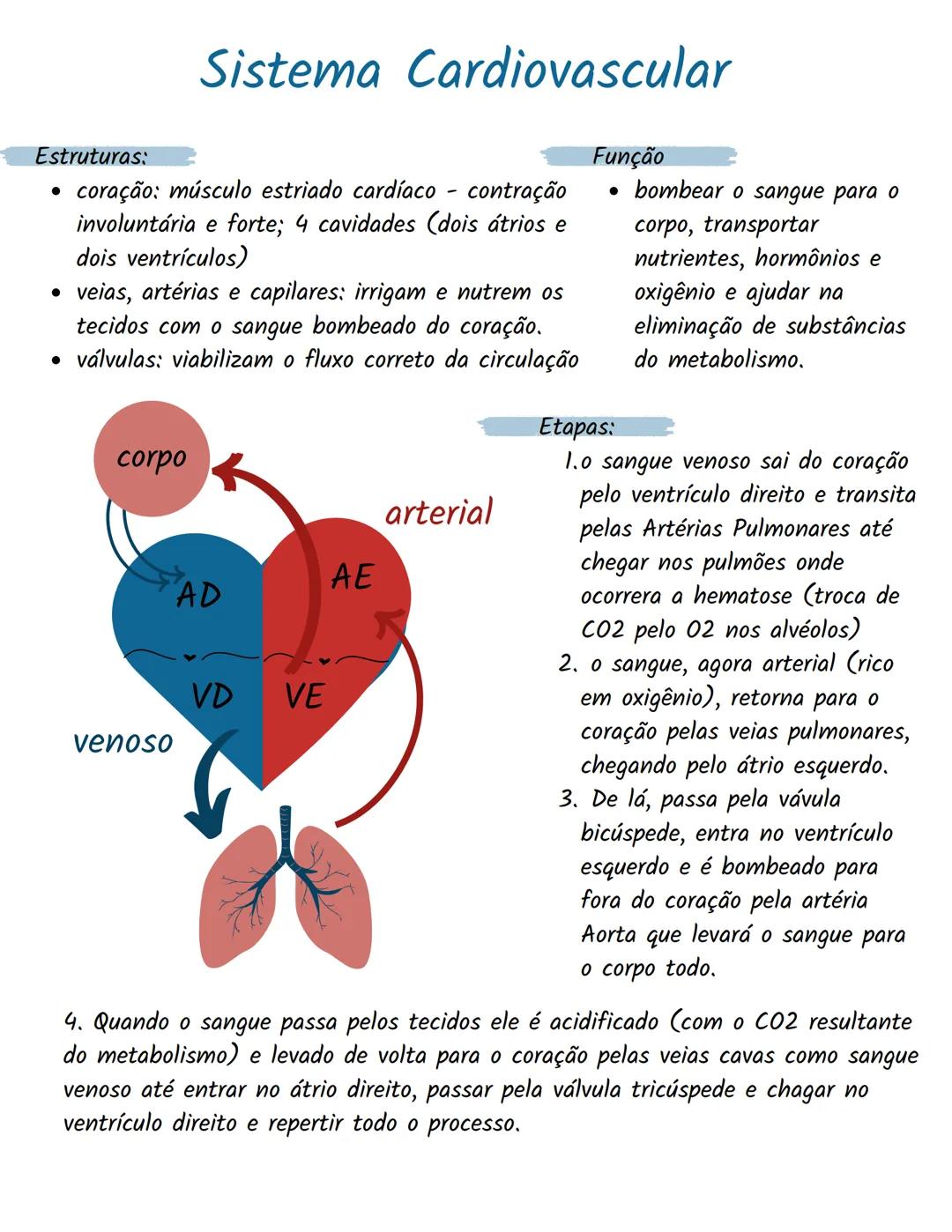 # Sistema Cardiovascular
Estruturas:
* coração: músculo estriado cardíaco - contração
involuntária e forte; 4 cavidades (dois átrios e
d