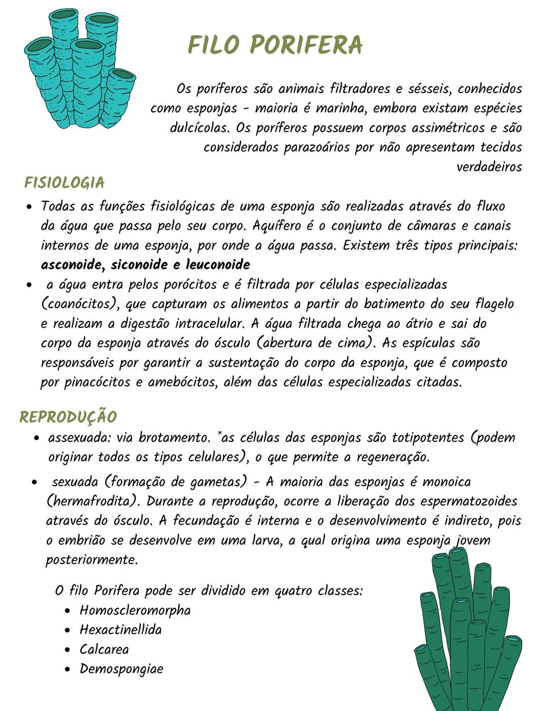 # FILO PORIFERA
Os poríferos são animais filtradores e sésseis, conhecidos
como esponjas maioria é marinha, embora existam espécies
dulcíco