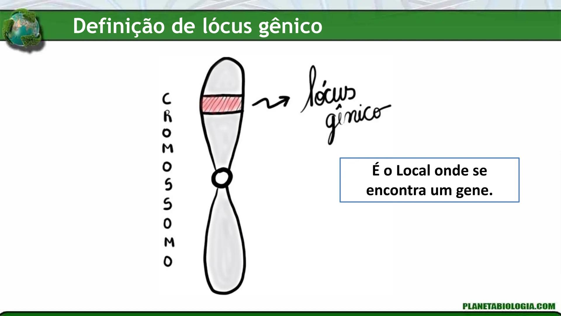R R Rr
Gene
Introdução à Genética # Conceitos Básicos # Genética
É a parte da biologia que trata do estudo dos genes e de suas
manifestaç