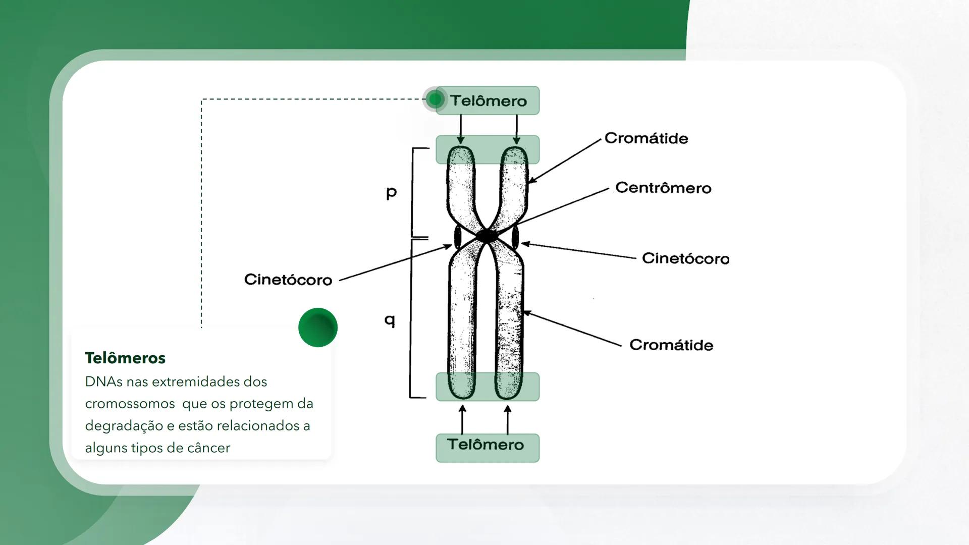 R R Rr
Gene
Introdução à Genética # Conceitos Básicos # Genética
É a parte da biologia que trata do estudo dos genes e de suas
manifestaç