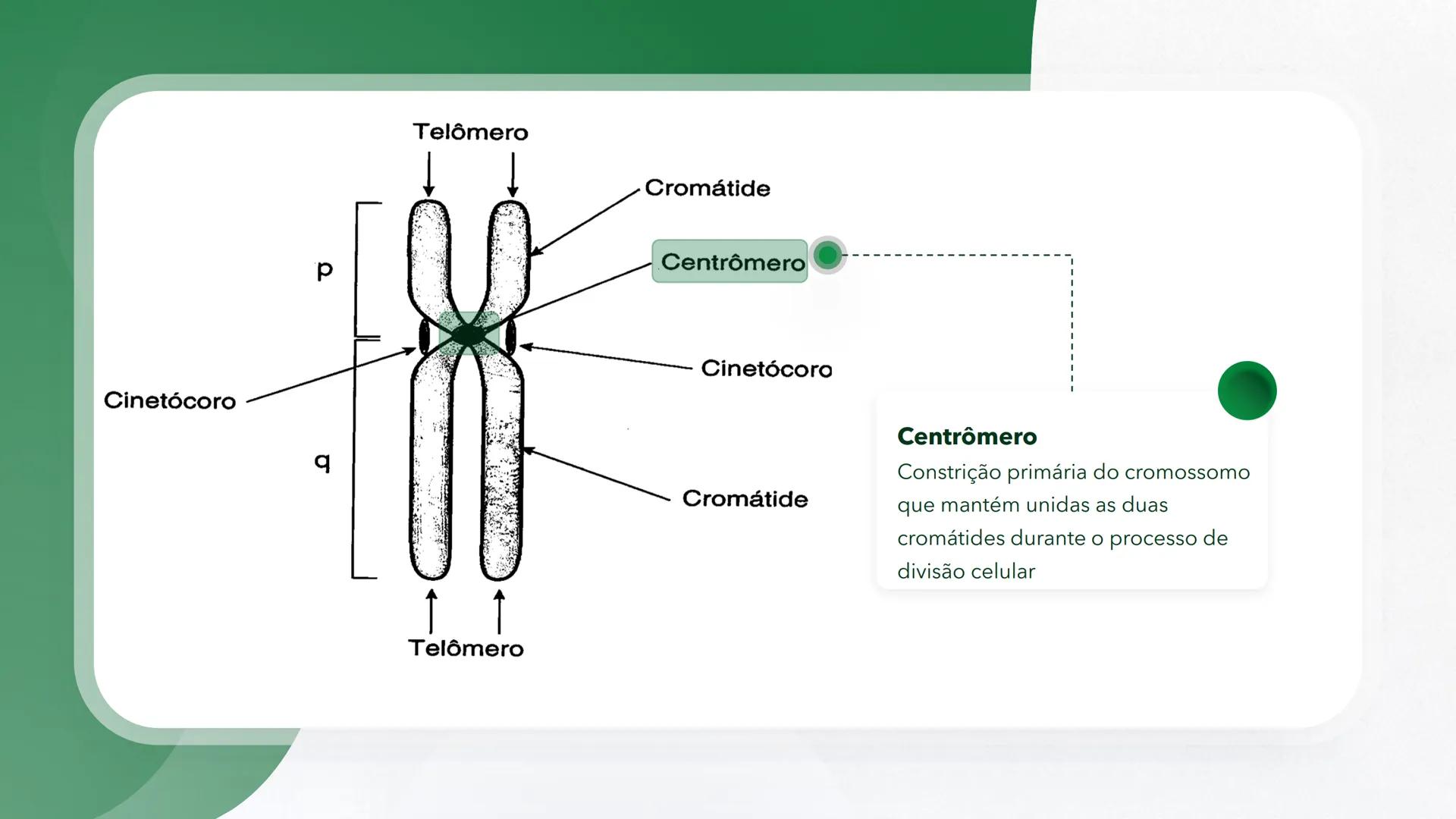 R R Rr
Gene
Introdução à Genética # Conceitos Básicos # Genética
É a parte da biologia que trata do estudo dos genes e de suas
manifestaç