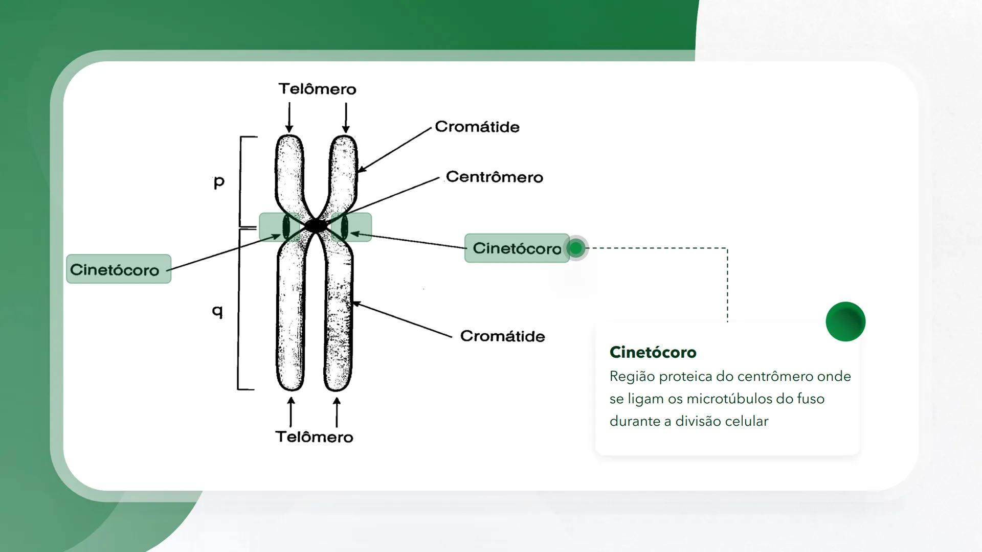 R R Rr
Gene
Introdução à Genética # Conceitos Básicos # Genética
É a parte da biologia que trata do estudo dos genes e de suas
manifestaç