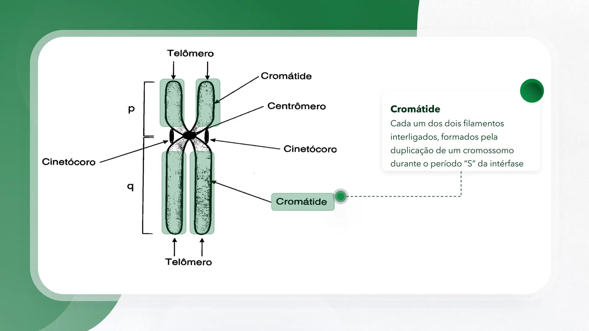 R R Rr
Gene
Introdução à Genética # Conceitos Básicos # Genética
É a parte da biologia que trata do estudo dos genes e de suas
manifestaç