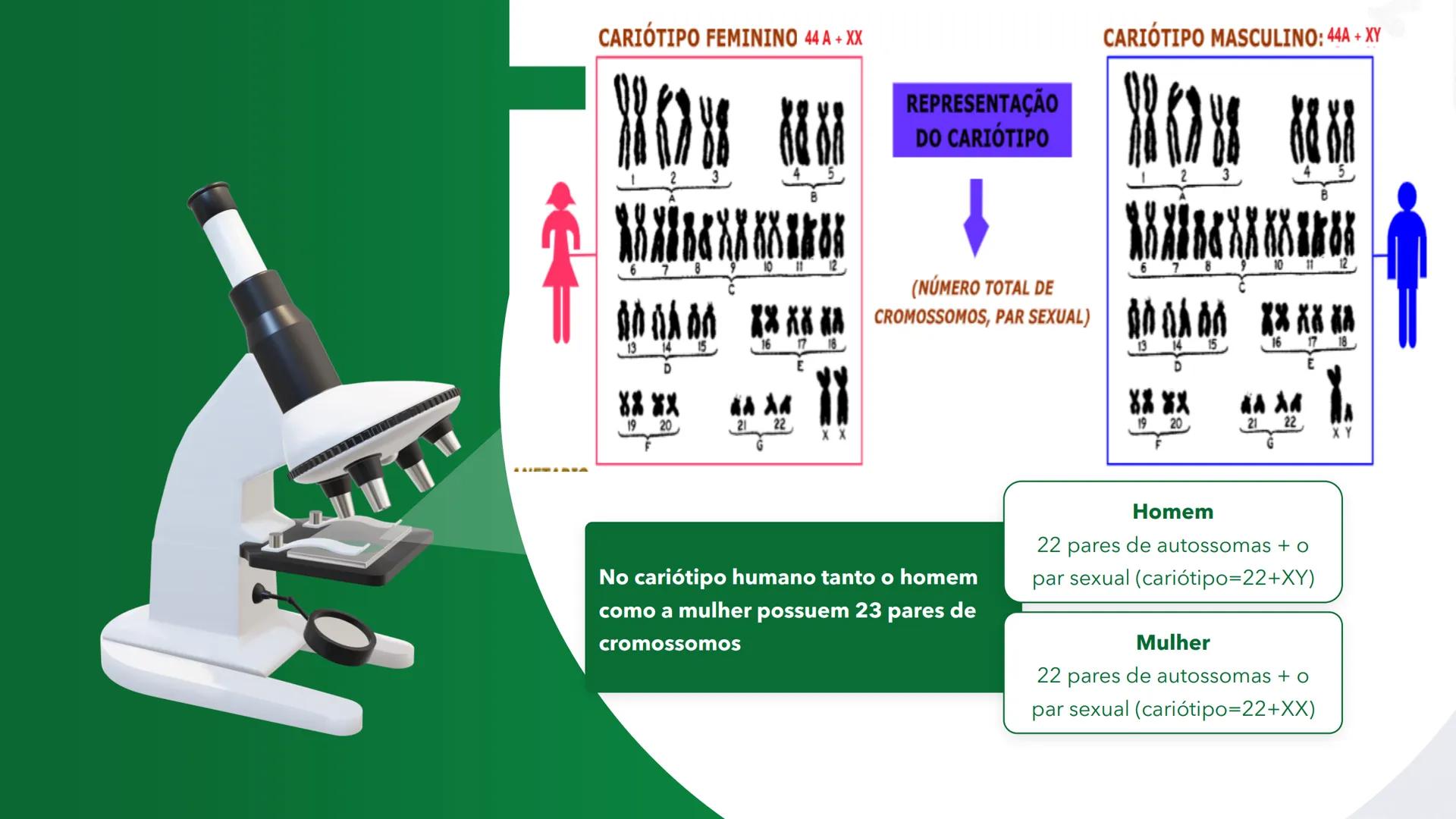 R R Rr
Gene
Introdução à Genética # Conceitos Básicos # Genética
É a parte da biologia que trata do estudo dos genes e de suas
manifestaç
