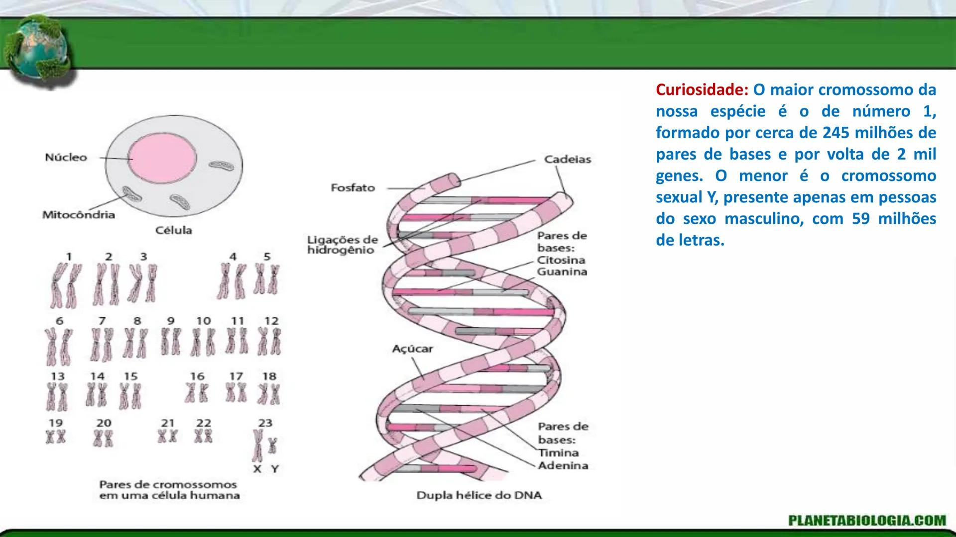 R R Rr
Gene
Introdução à Genética # Conceitos Básicos # Genética
É a parte da biologia que trata do estudo dos genes e de suas
manifestaç