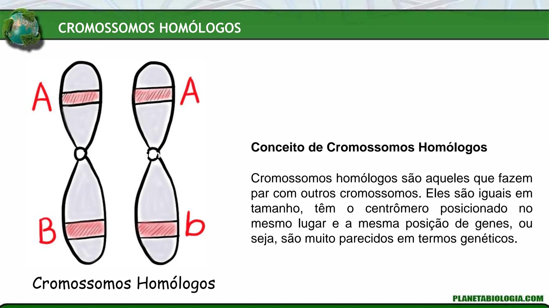 R R Rr
Gene
Introdução à Genética # Conceitos Básicos # Genética
É a parte da biologia que trata do estudo dos genes e de suas
manifestaç