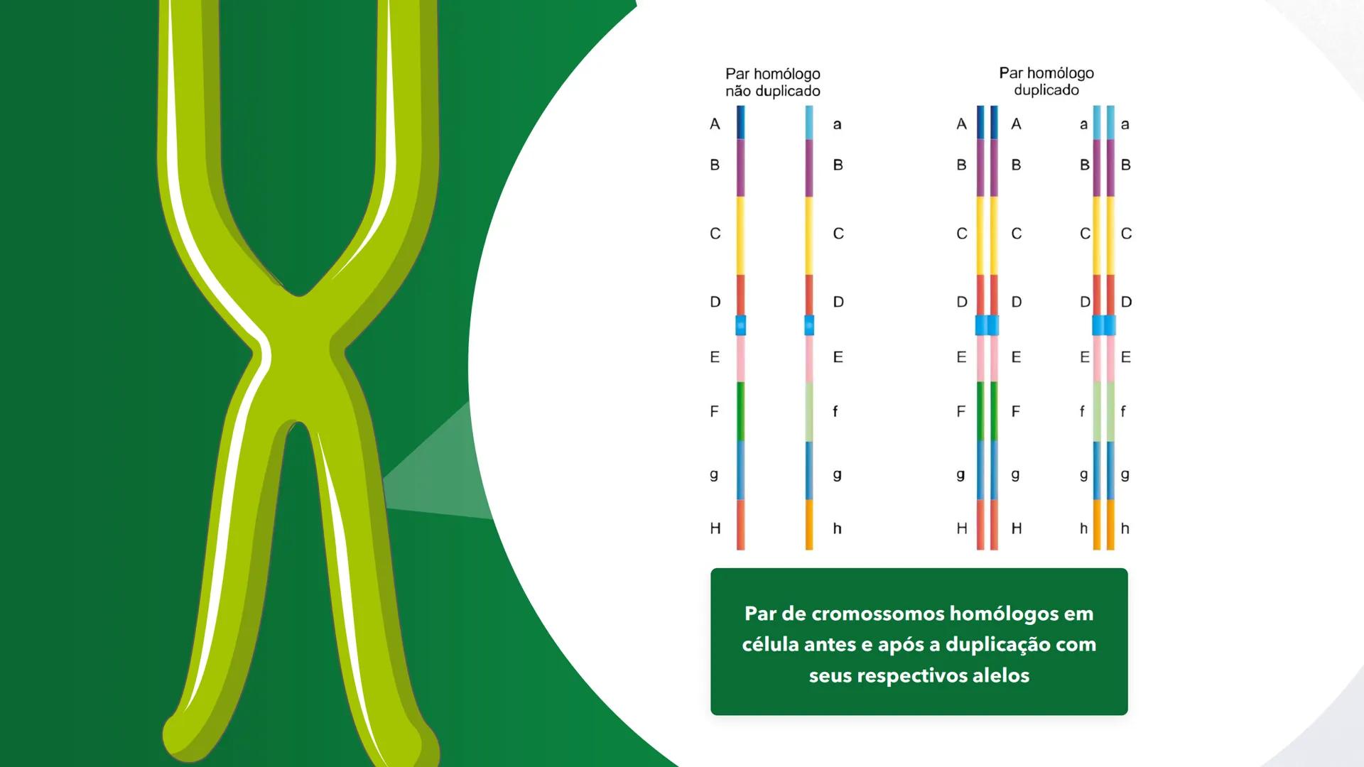R R Rr
Gene
Introdução à Genética # Conceitos Básicos # Genética
É a parte da biologia que trata do estudo dos genes e de suas
manifestaç