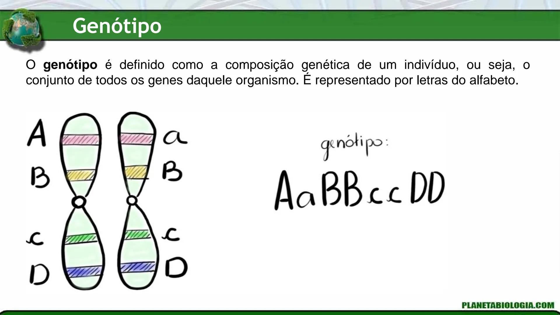 R R Rr
Gene
Introdução à Genética # Conceitos Básicos # Genética
É a parte da biologia que trata do estudo dos genes e de suas
manifestaç