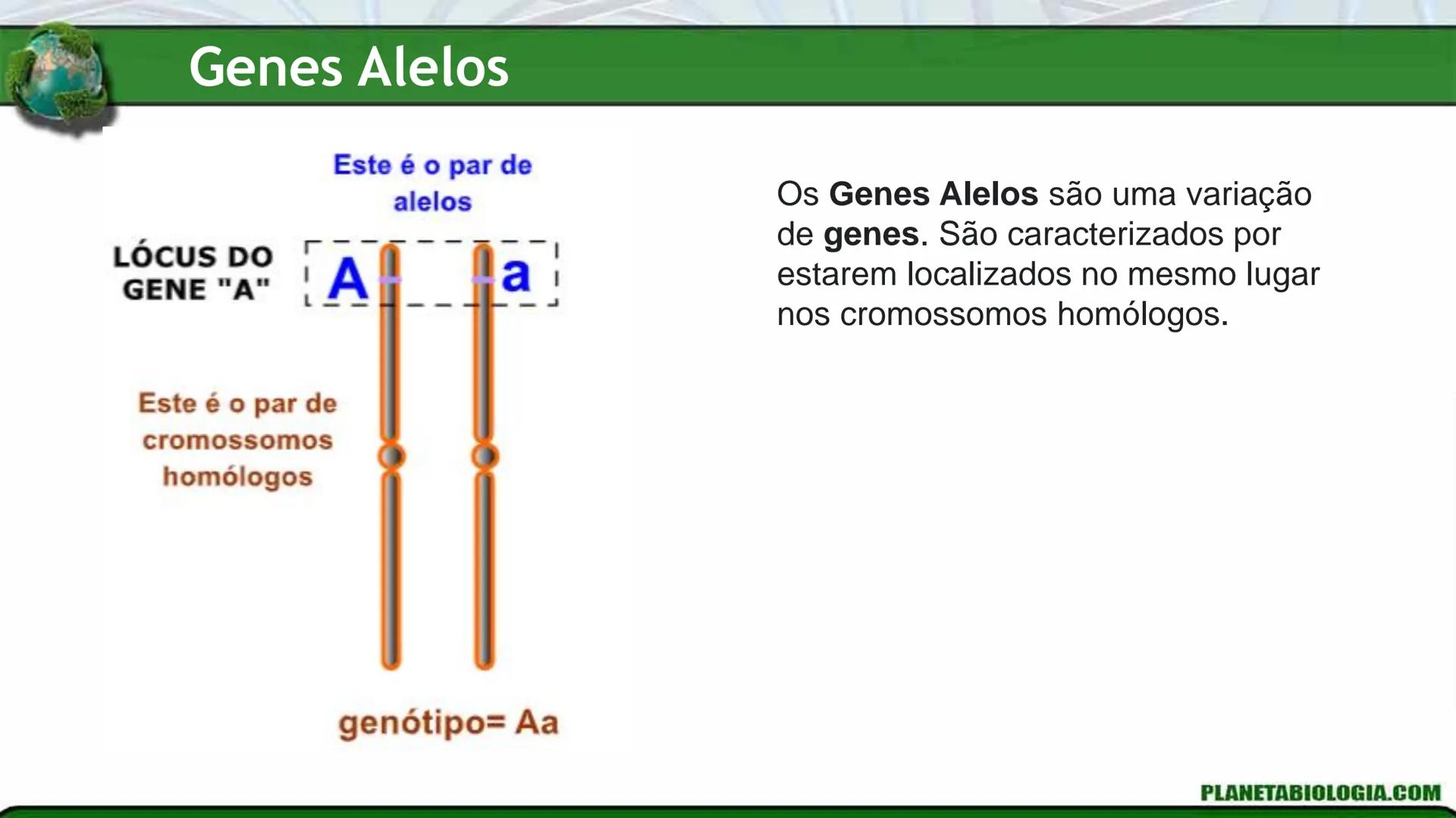 R R Rr
Gene
Introdução à Genética # Conceitos Básicos # Genética
É a parte da biologia que trata do estudo dos genes e de suas
manifestaç