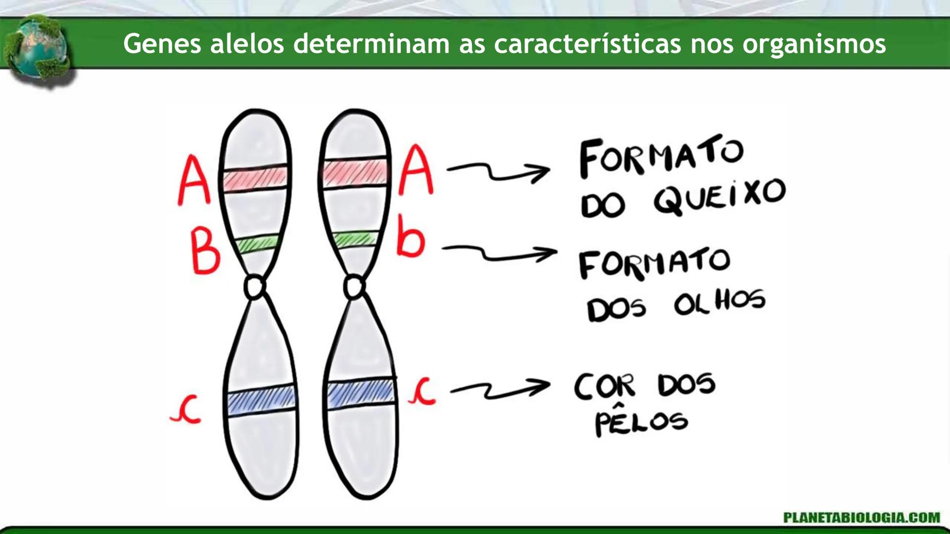 R R Rr
Gene
Introdução à Genética # Conceitos Básicos # Genética
É a parte da biologia que trata do estudo dos genes e de suas
manifestaç