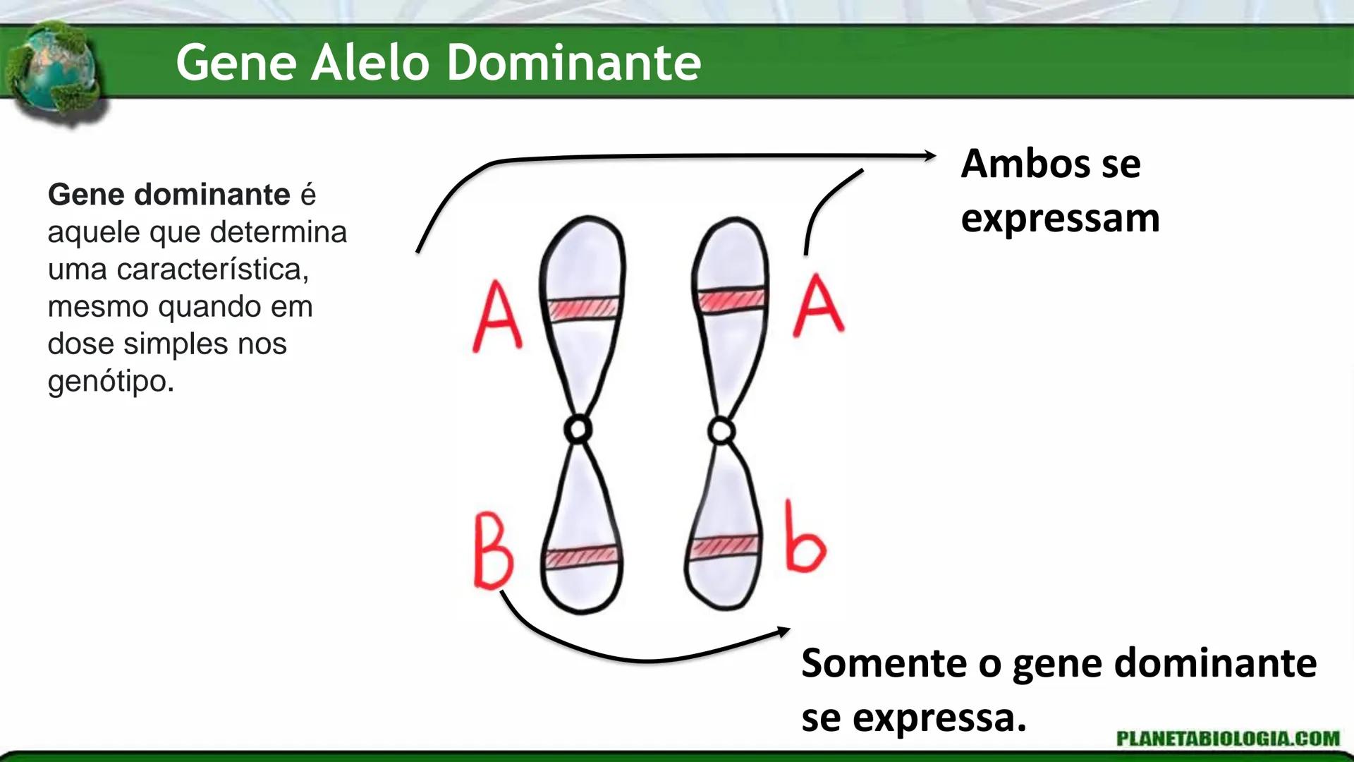 R R Rr
Gene
Introdução à Genética # Conceitos Básicos # Genética
É a parte da biologia que trata do estudo dos genes e de suas
manifestaç