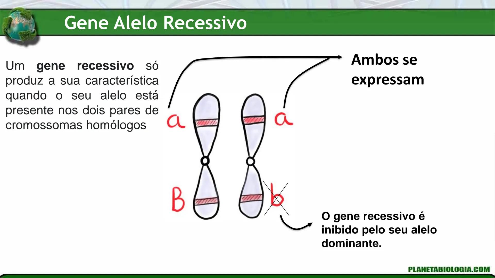 R R Rr
Gene
Introdução à Genética # Conceitos Básicos # Genética
É a parte da biologia que trata do estudo dos genes e de suas
manifestaç