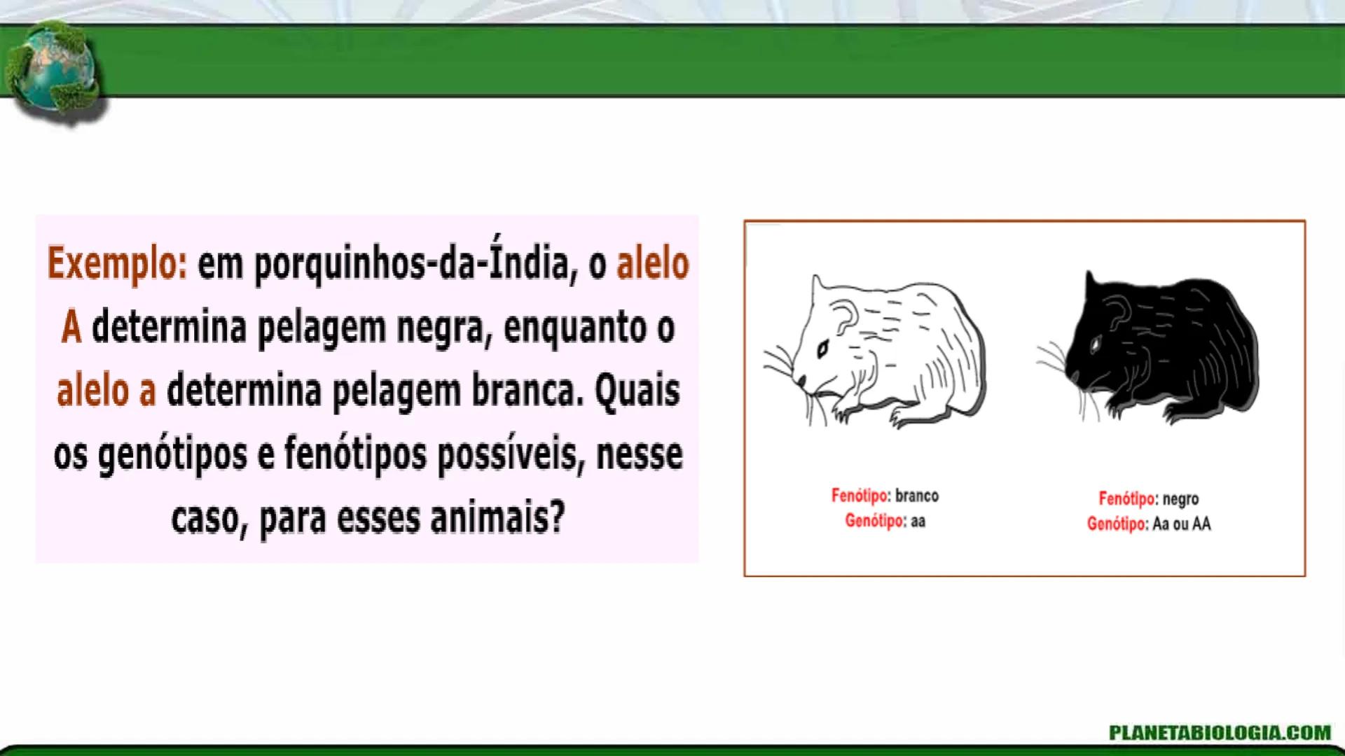 R R Rr
Gene
Introdução à Genética # Conceitos Básicos # Genética
É a parte da biologia que trata do estudo dos genes e de suas
manifestaç
