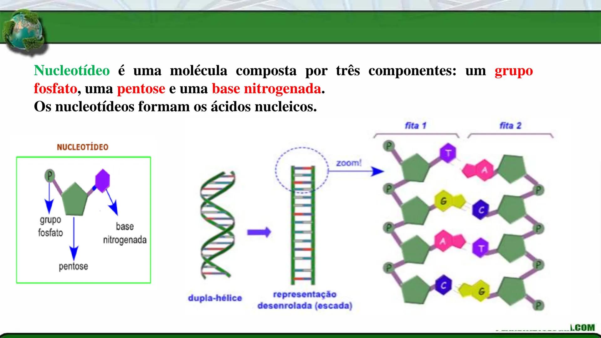 R R Rr
Gene
Introdução à Genética # Conceitos Básicos # Genética
É a parte da biologia que trata do estudo dos genes e de suas
manifestaç