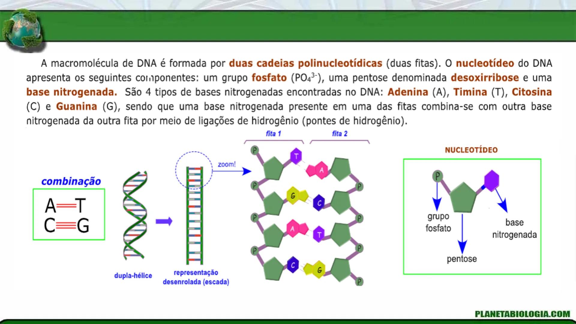 R R Rr
Gene
Introdução à Genética # Conceitos Básicos # Genética
É a parte da biologia que trata do estudo dos genes e de suas
manifestaç