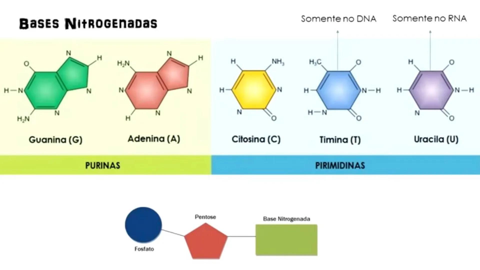 R R Rr
Gene
Introdução à Genética # Conceitos Básicos # Genética
É a parte da biologia que trata do estudo dos genes e de suas
manifestaç