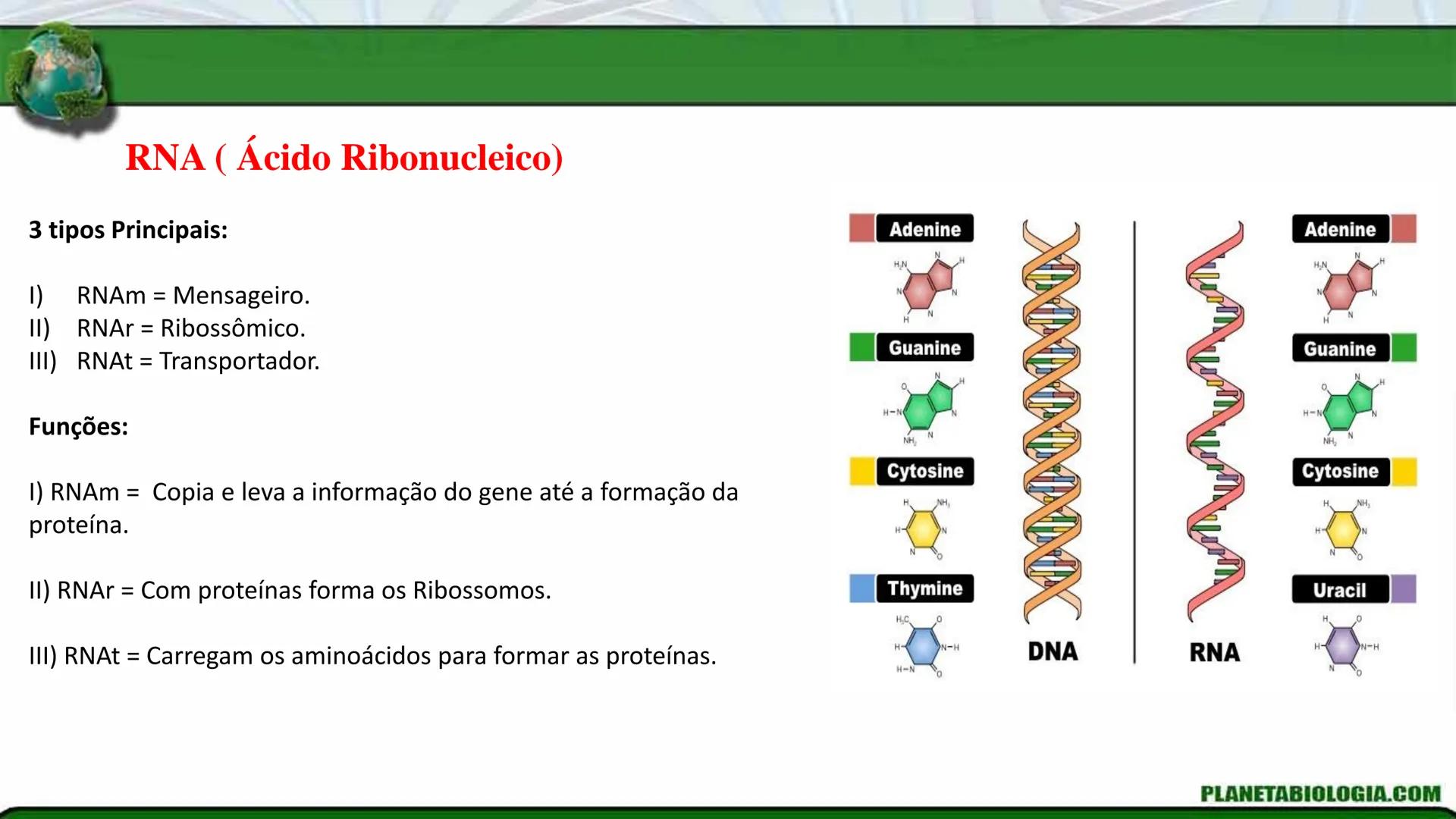 R R Rr
Gene
Introdução à Genética # Conceitos Básicos # Genética
É a parte da biologia que trata do estudo dos genes e de suas
manifestaç