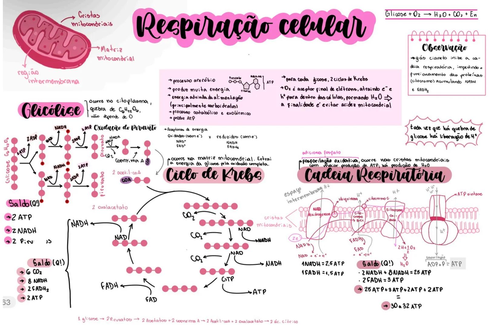 *Glicose* $C_6H_{12}O_6$
Cristas
mitocondriais
região
intermembrana
*Respiração celular*
→Matriz
mitocondrial
Glicose + O2 → H2O + CO2