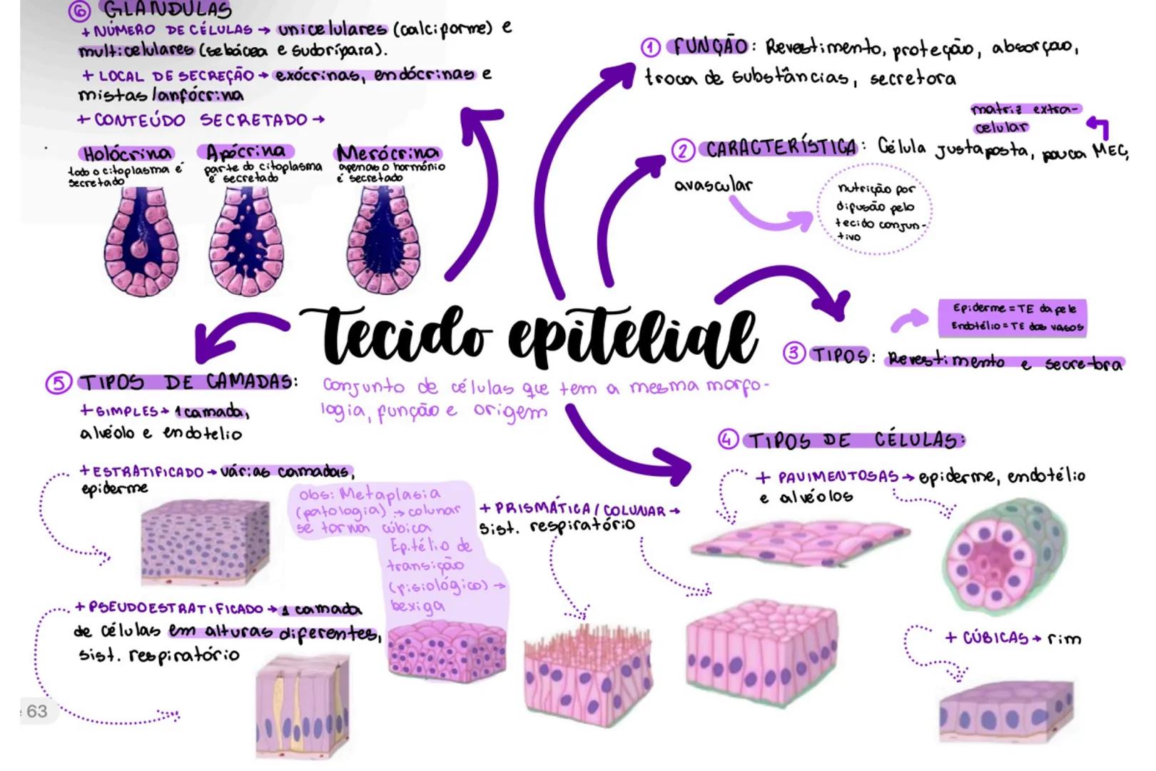 63
GLANDULAS
+ NÚMERO DE CÉLULAS → unicelulares (calciforme) e
multicelulares (sebácea e sudoripara).
+ LOCAL DE SECREÇÃO → exócrinas, endóc