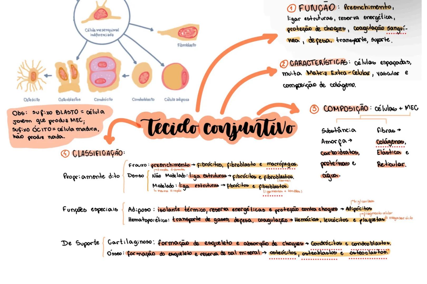 Osteócita
Osteoblastos
Célula mesenquimal
indiferenciada
Fibroblasto
Candrócito
Condioblasto
Célula adiposa
Obs: sufixo BLASTO = célu
